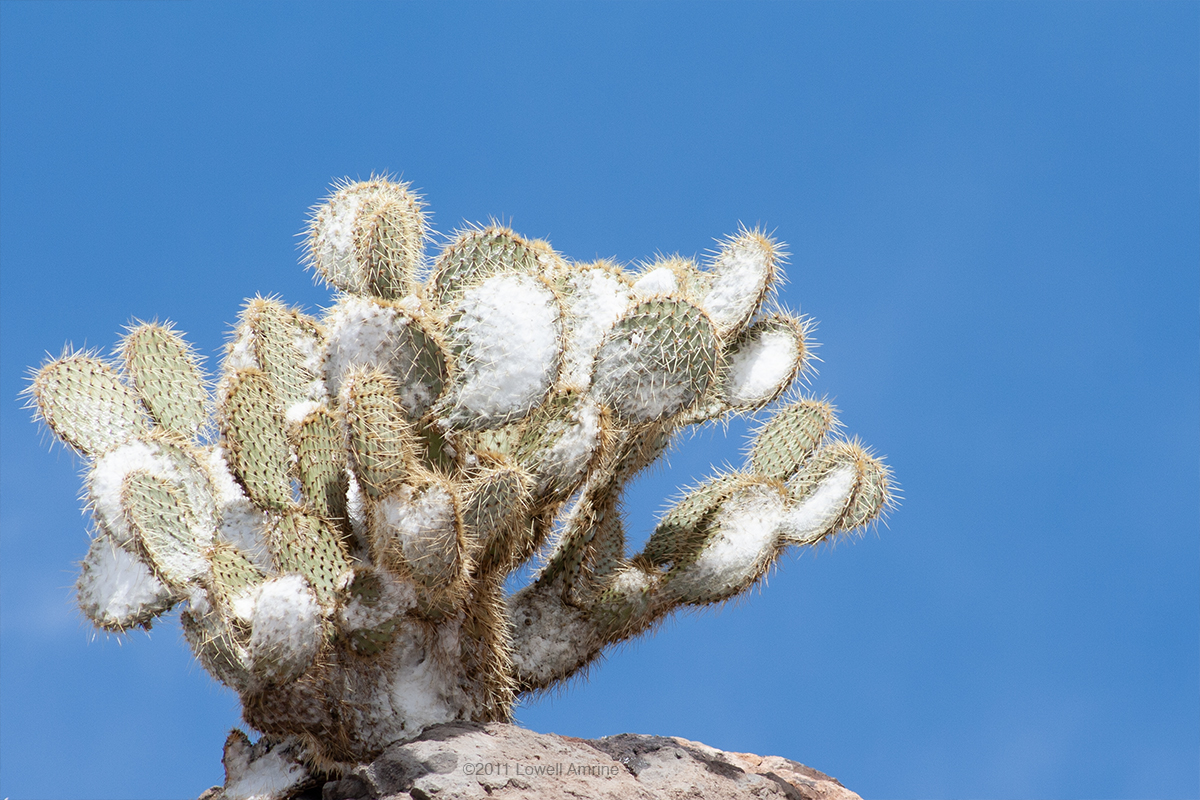 Cactus with snow, near Eagle Nest, AZ